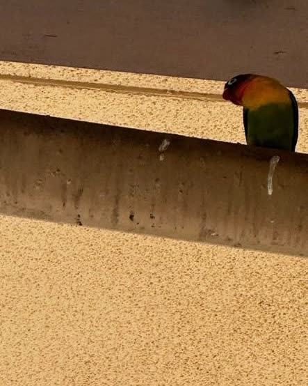 LOST PET - Oahu | SSH Search