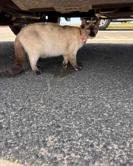 ANIMAL SIGHTING - Oahu | SSH Search