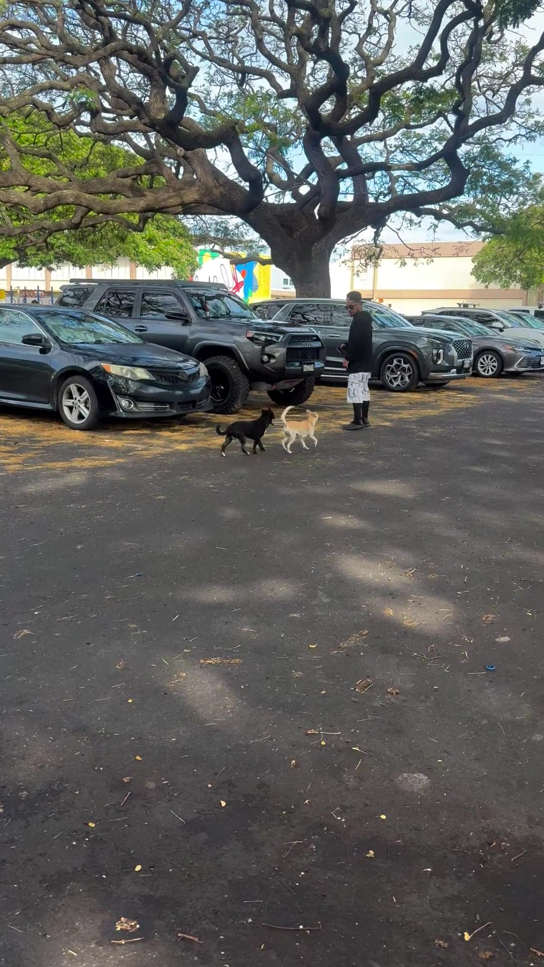 ANIMAL SIGHTING - Oahu | Stolen Stuff Hawaii