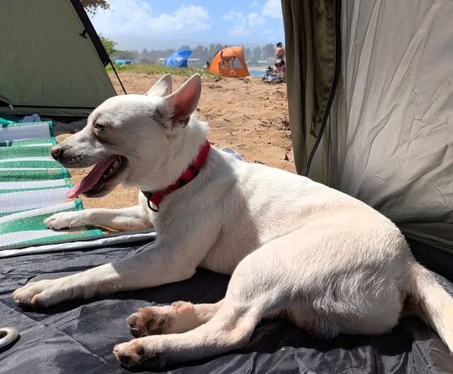 LOST PET - Oahu | SSH Search