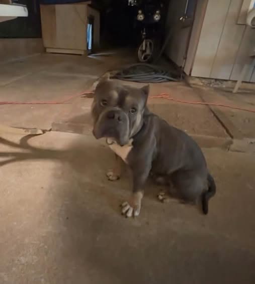 LOST PET - Oahu | SSH Search