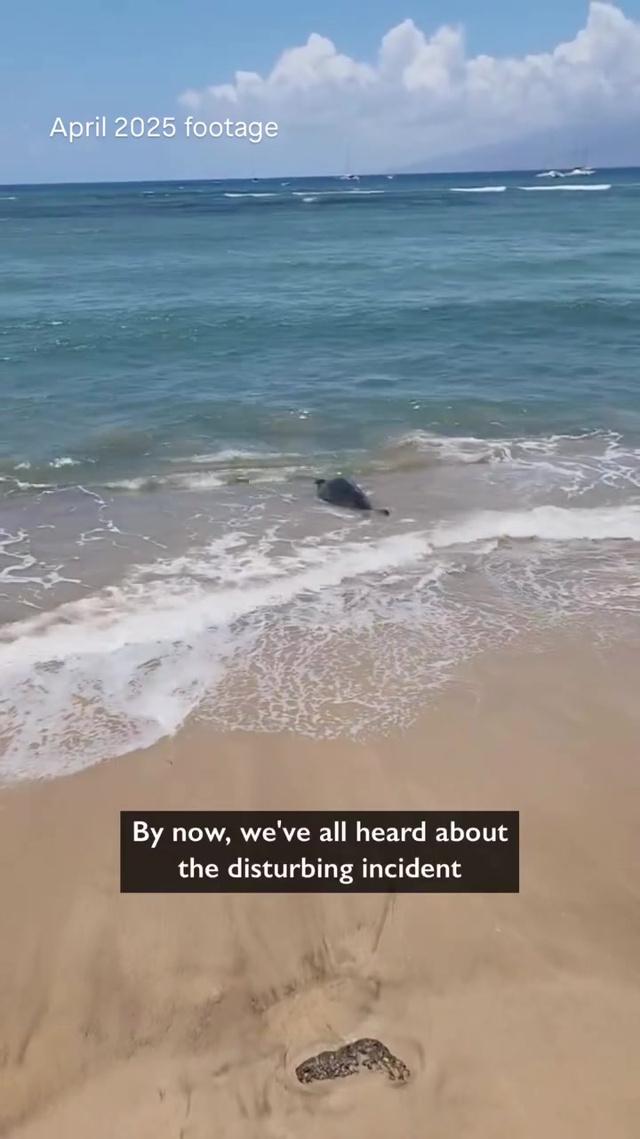 OCEAN SAFETY OFFICIAL - Oahu | Stolen Stuff Hawaii