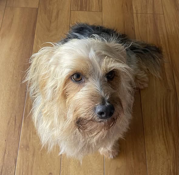 LOST PET - Oahu | SSH Search