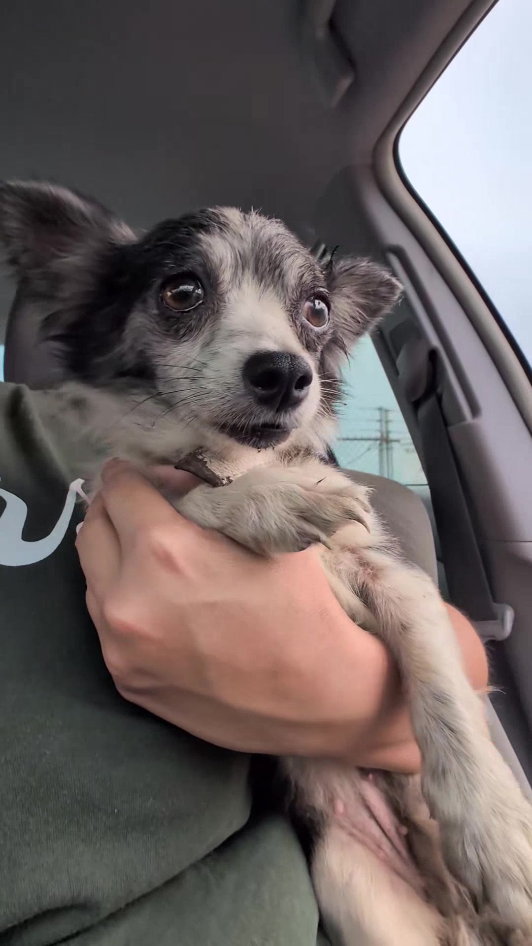 FOUND PET - Oahu | Stolen Stuff Hawaii