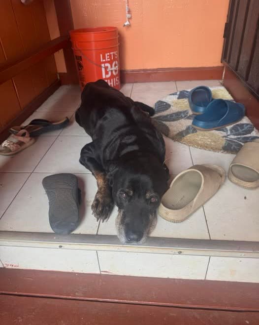 FOUND PET - Oahu | SSH Search