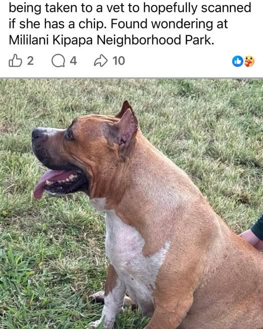 FOUND PET - Oahu | SSH Search