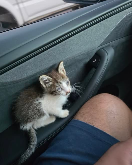 FOUND PET - Oahu | SSH Search