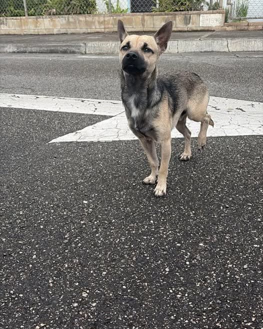 FOUND PET - Oahu | SSH Search