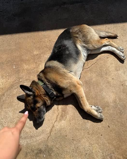 LOST PET - Oahu | SSH Search