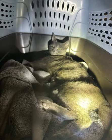 ANIMAL ABUSE - Oahu | SSH Search