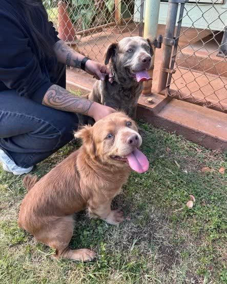 FOUND PET - Oahu | SSH Search