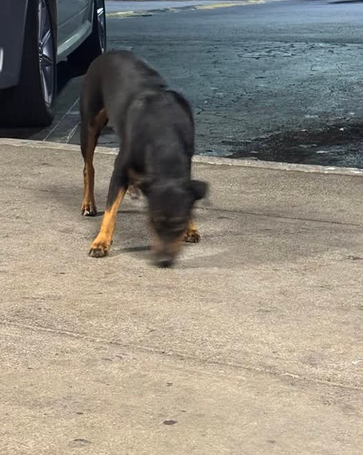 ANIMAL SIGHTING - Oahu | SSH Search