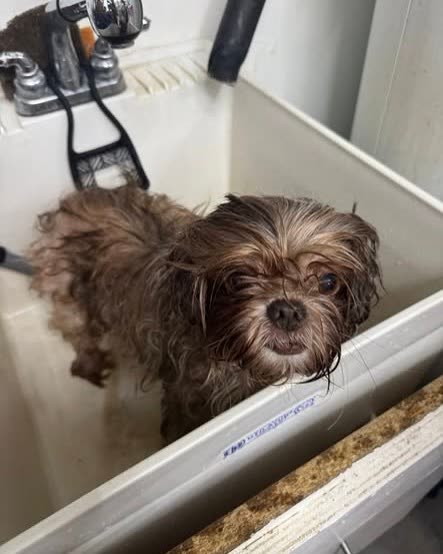 FOUND PET - Oahu | SSH Search