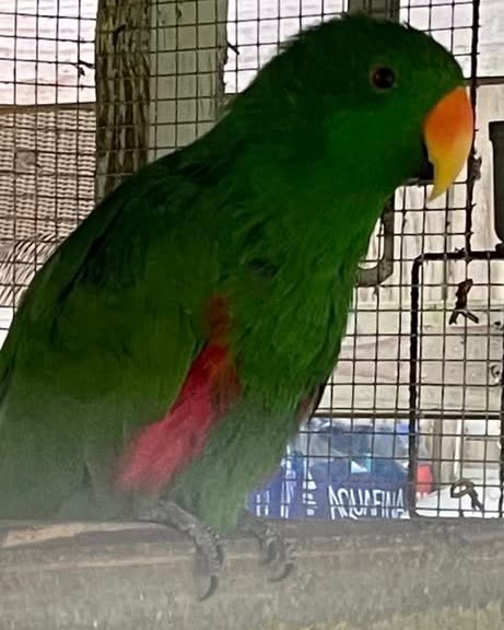 LOST PET - Oahu | SSH Search