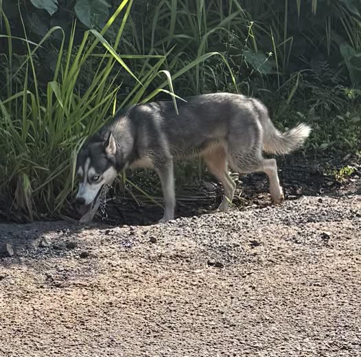 ANIMAL SIGHTING - Oahu | SSH Search