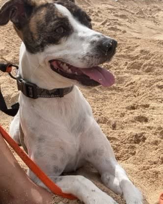 LOST PET - Oahu | SSH Search