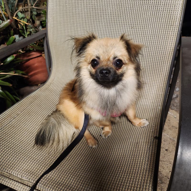 LOST PET - Oahu | SSH Search