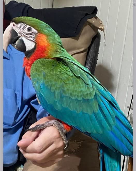 LOST PET - Oahu | SSH Search