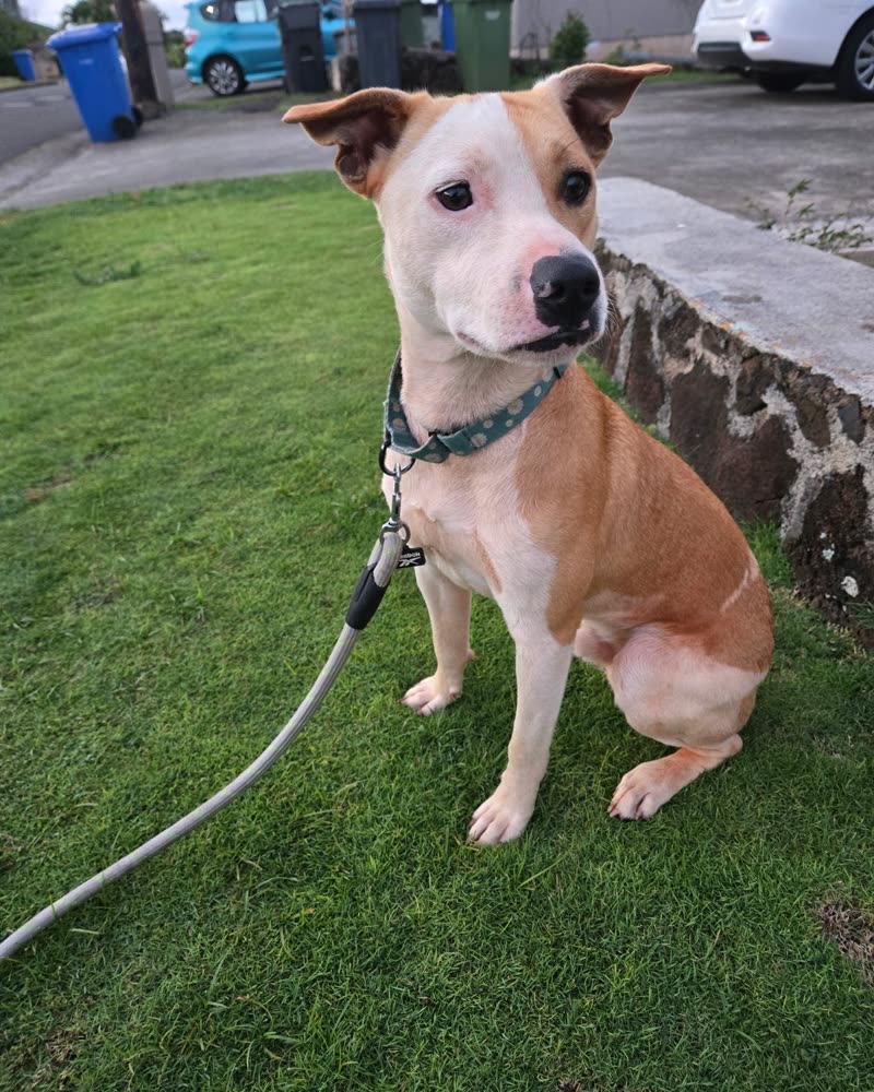 FOUND PET - Oahu | SSH Search