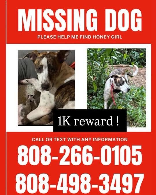 LOST PET - Oahu | SSH Search