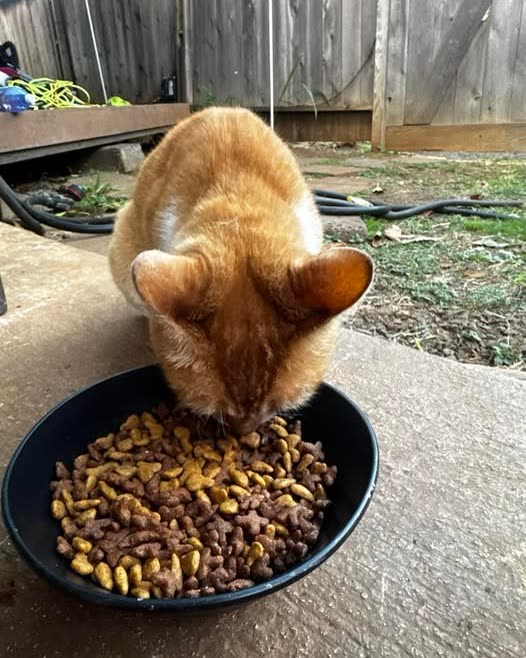 FOUND PET - Oahu | SSH Search