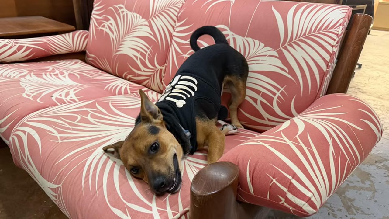 FOUND PET - Oahu | Stolen Stuff Hawaii