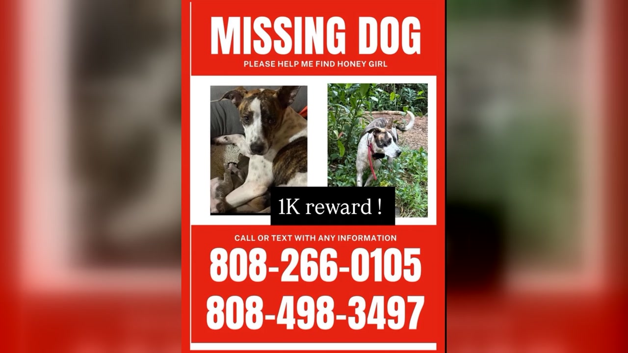 LOST PET - Oahu | Stolen Stuff Hawaii
