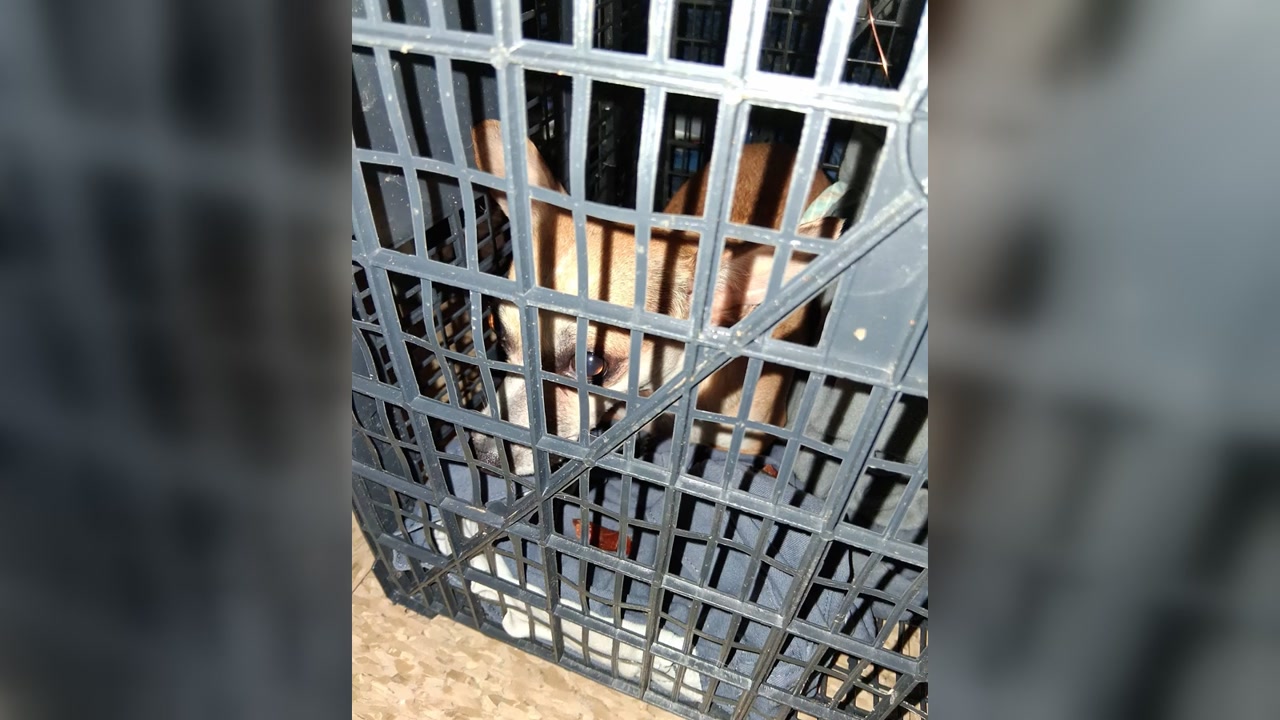 FOUND PET - Oahu | Stolen Stuff Hawaii