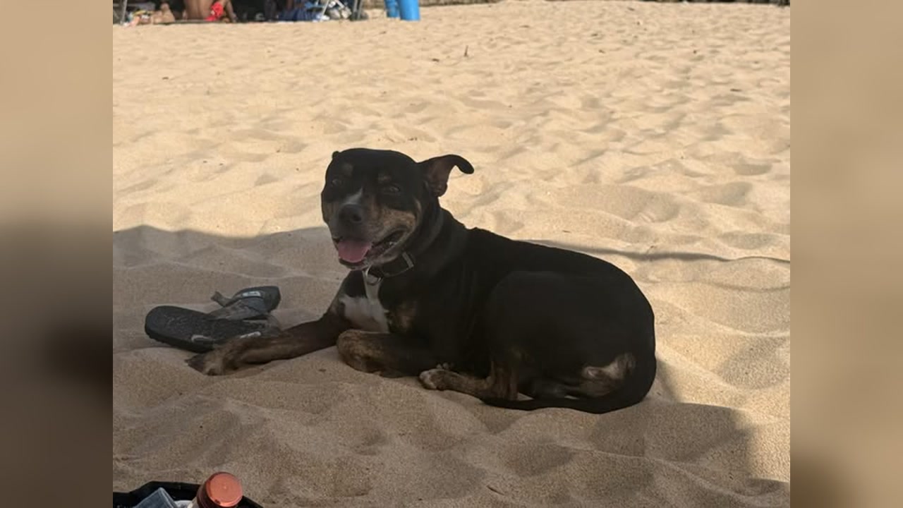 ANIMAL SIGHTING - Oahu | Stolen Stuff Hawaii