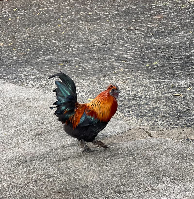 ANIMAL ABUSE - Oahu | SSH Search