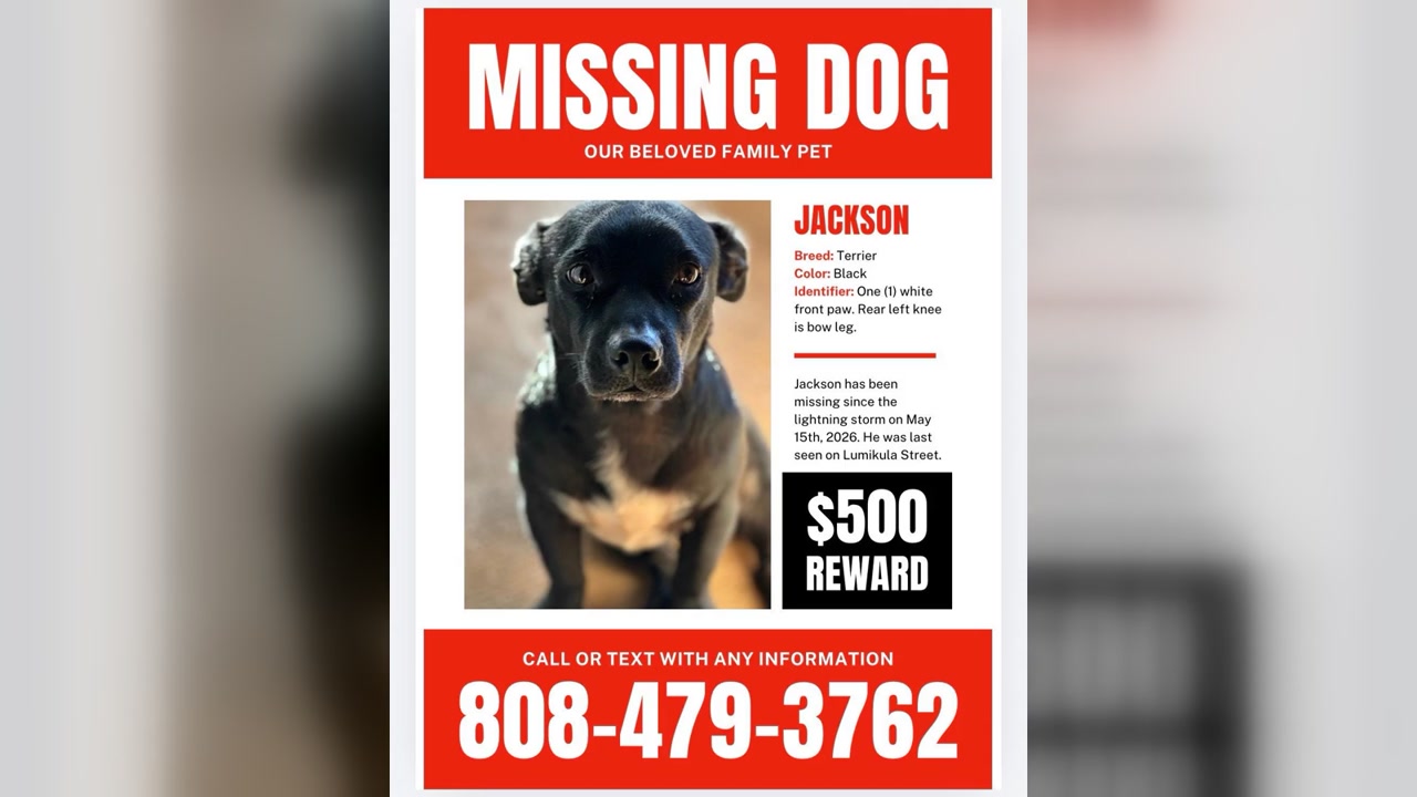 LOST PET - Oahu | Stolen Stuff Hawaii
