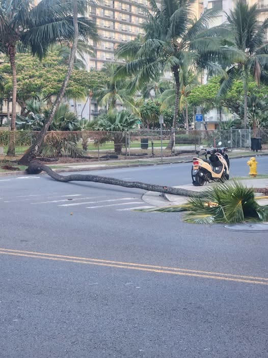TRAFFIC INCIDENT - Oahu | SSH Search