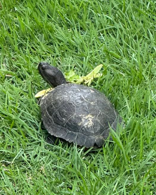 FOUND PET - Oahu | SSH Search