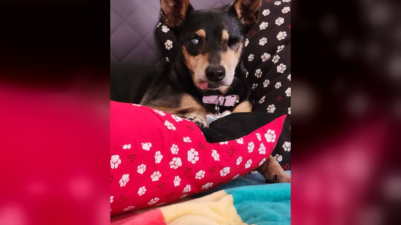 LOST PET - Oahu | Stolen Stuff Hawaii