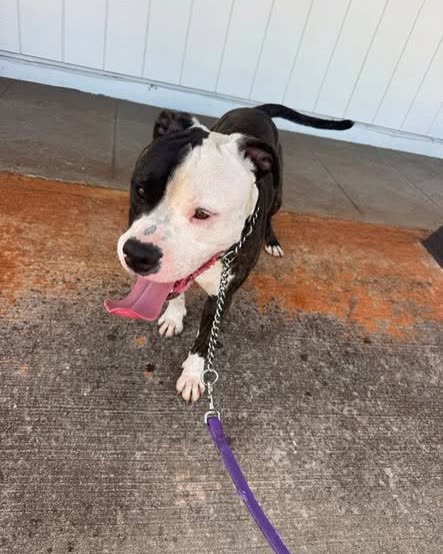 FOUND PET - Oahu | SSH Search