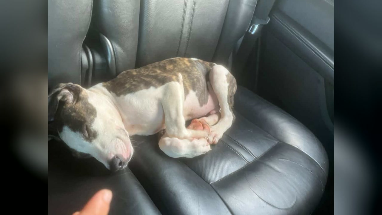 LOST PET - Oahu | Stolen Stuff Hawaii