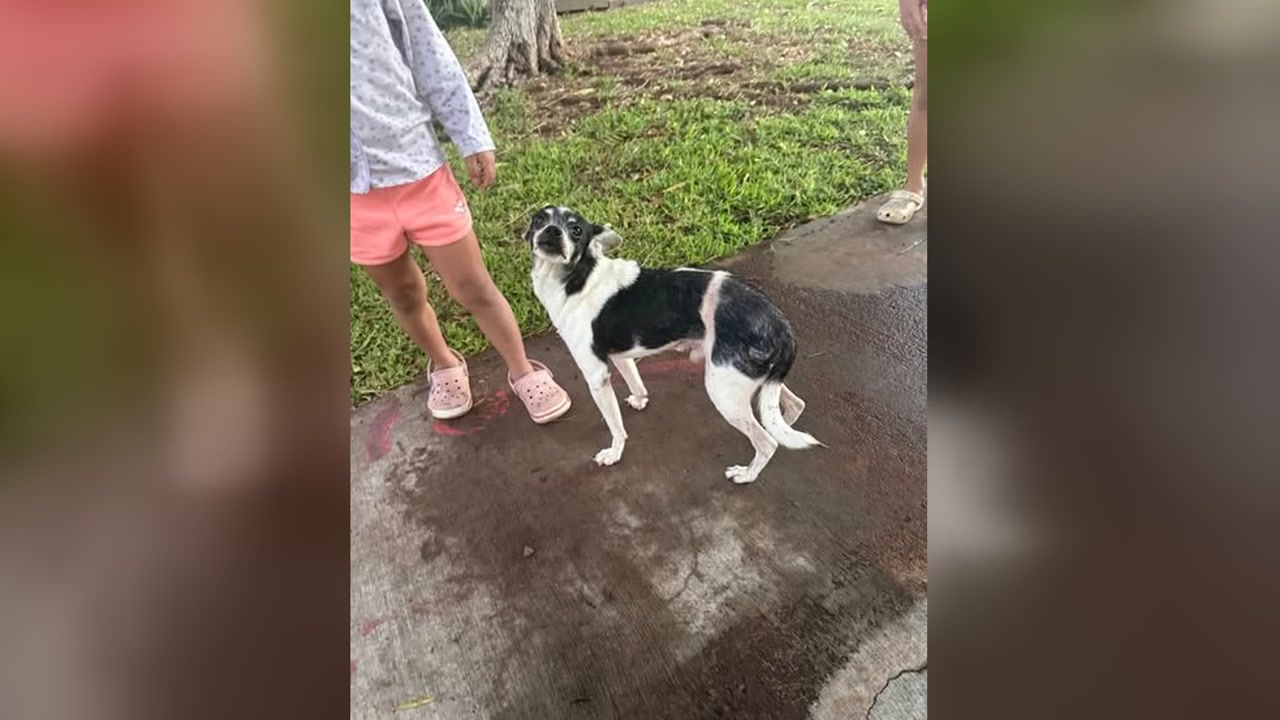 FOUND PET - Oahu | Stolen Stuff Hawaii