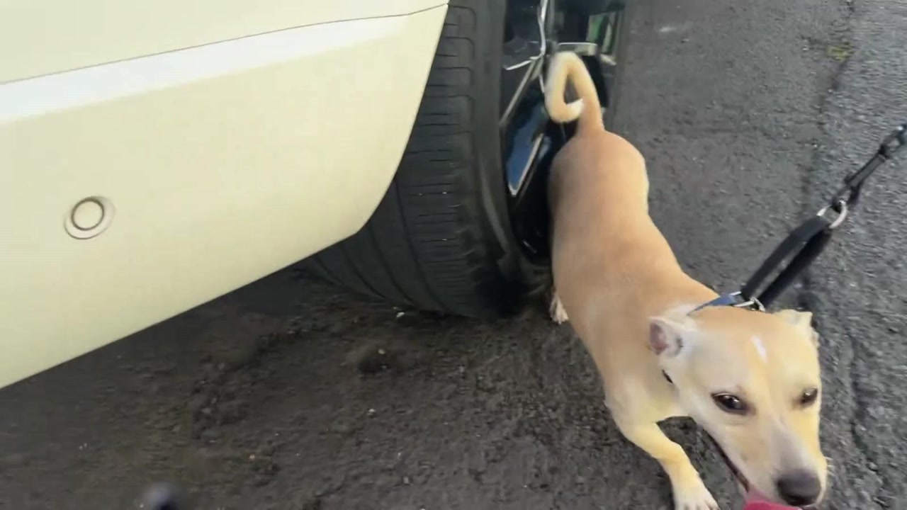 LOST PET - Oahu | Stolen Stuff Hawaii