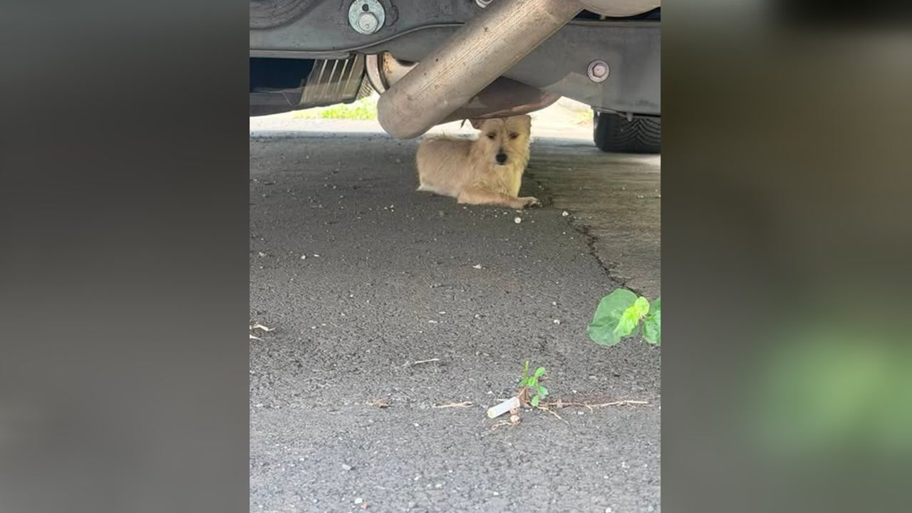 ANIMAL SIGHTING - Oahu | Stolen Stuff Hawaii