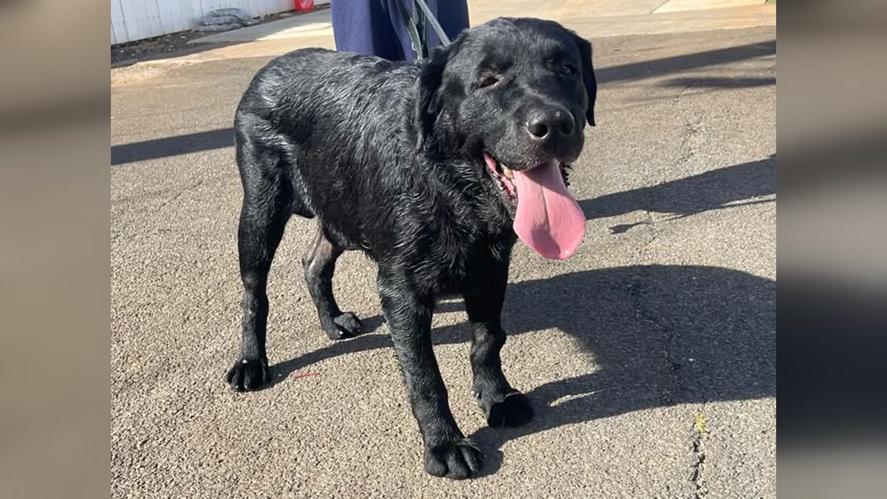 FOUND PET - Oahu | Stolen Stuff Hawaii