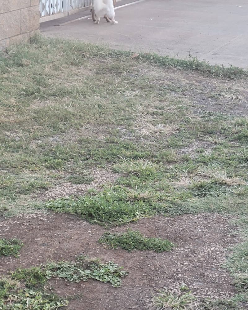 ANIMAL SIGHTING - Oahu | SSH Search