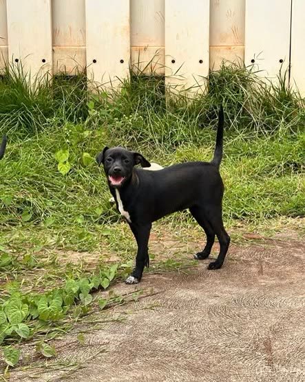 FOUND PET - Oahu | SSH Search