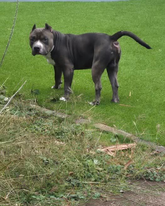 ANIMAL SIGHTING - Oahu | SSH Search