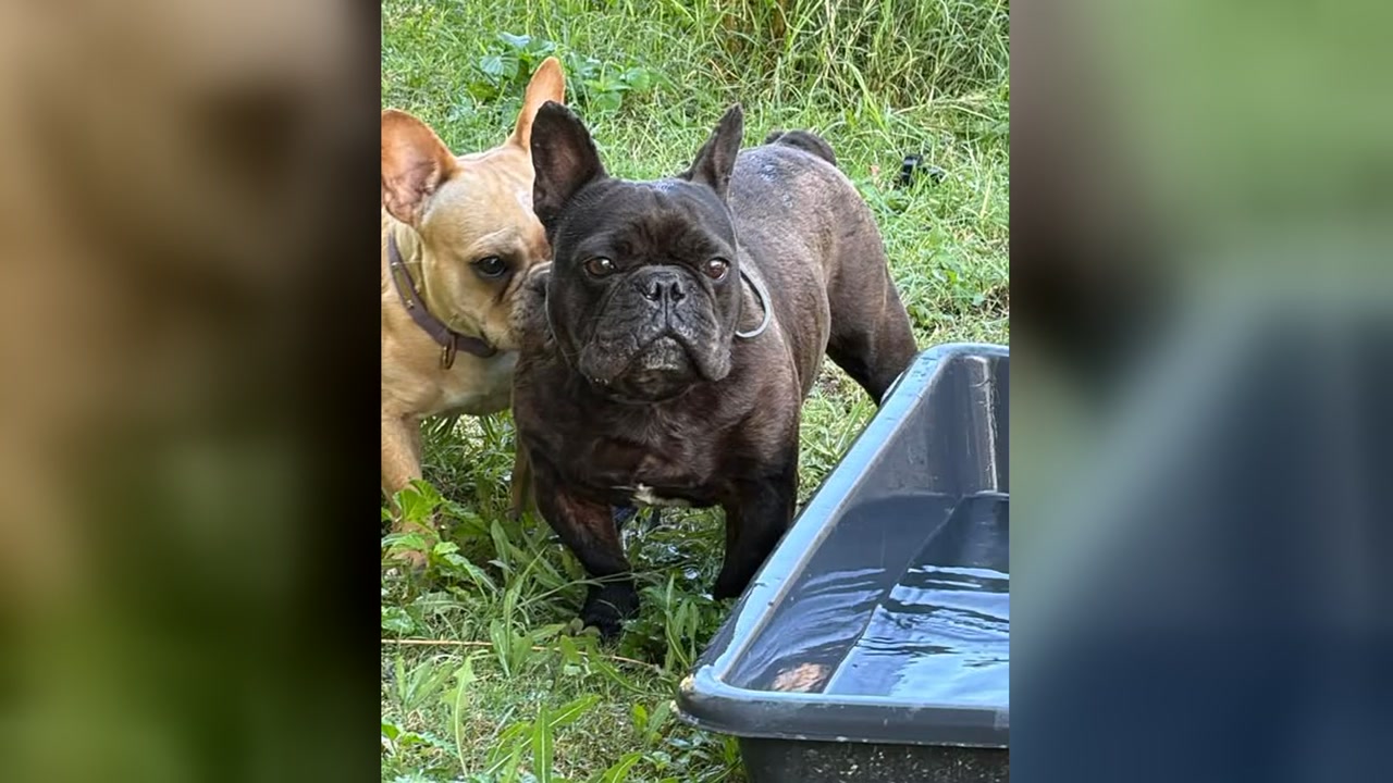 LOST PET - Oahu | Stolen Stuff Hawaii