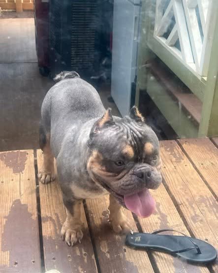 FOUND PET - Waianae Homestead | SSH Search