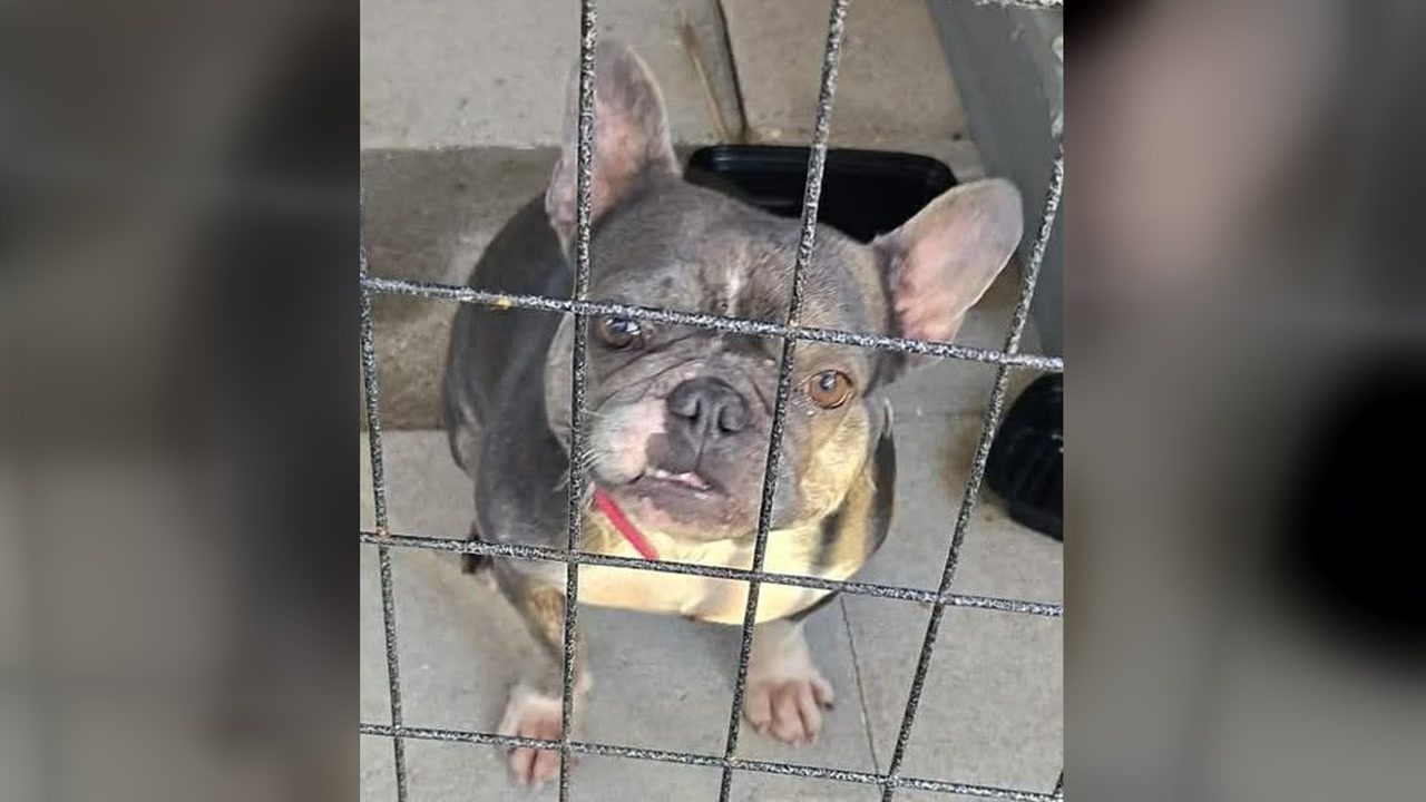 LOST PET - Oahu | Stolen Stuff Hawaii