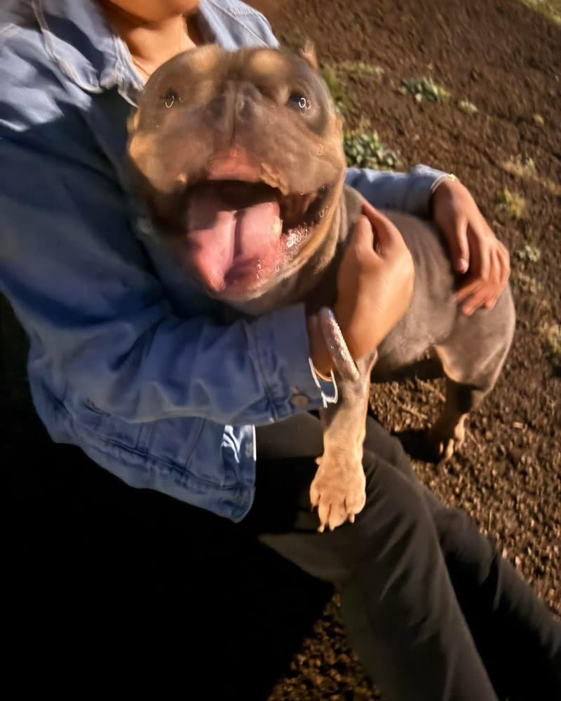 FOUND PET - Oahu | SSH Search