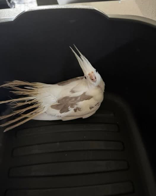 FOUND PET - Oahu | SSH Search