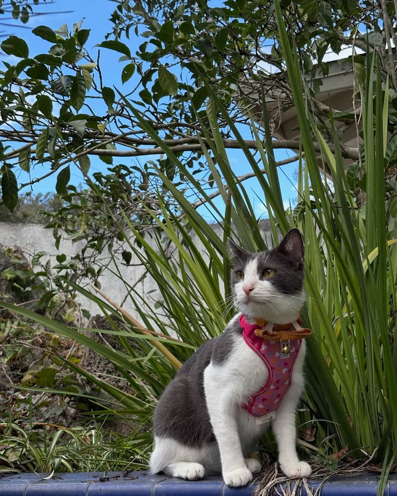 LOST PET - Oahu | SSH Search