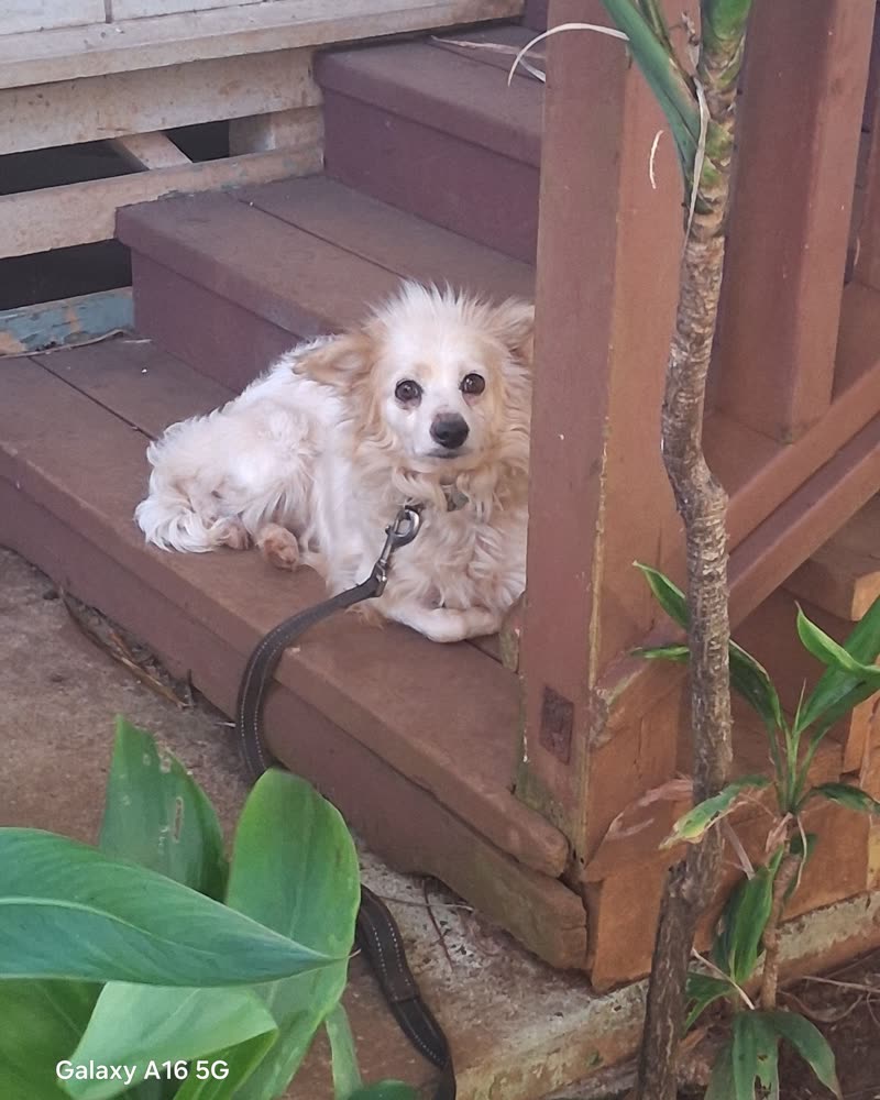 FOUND PET - Oahu | SSH Search